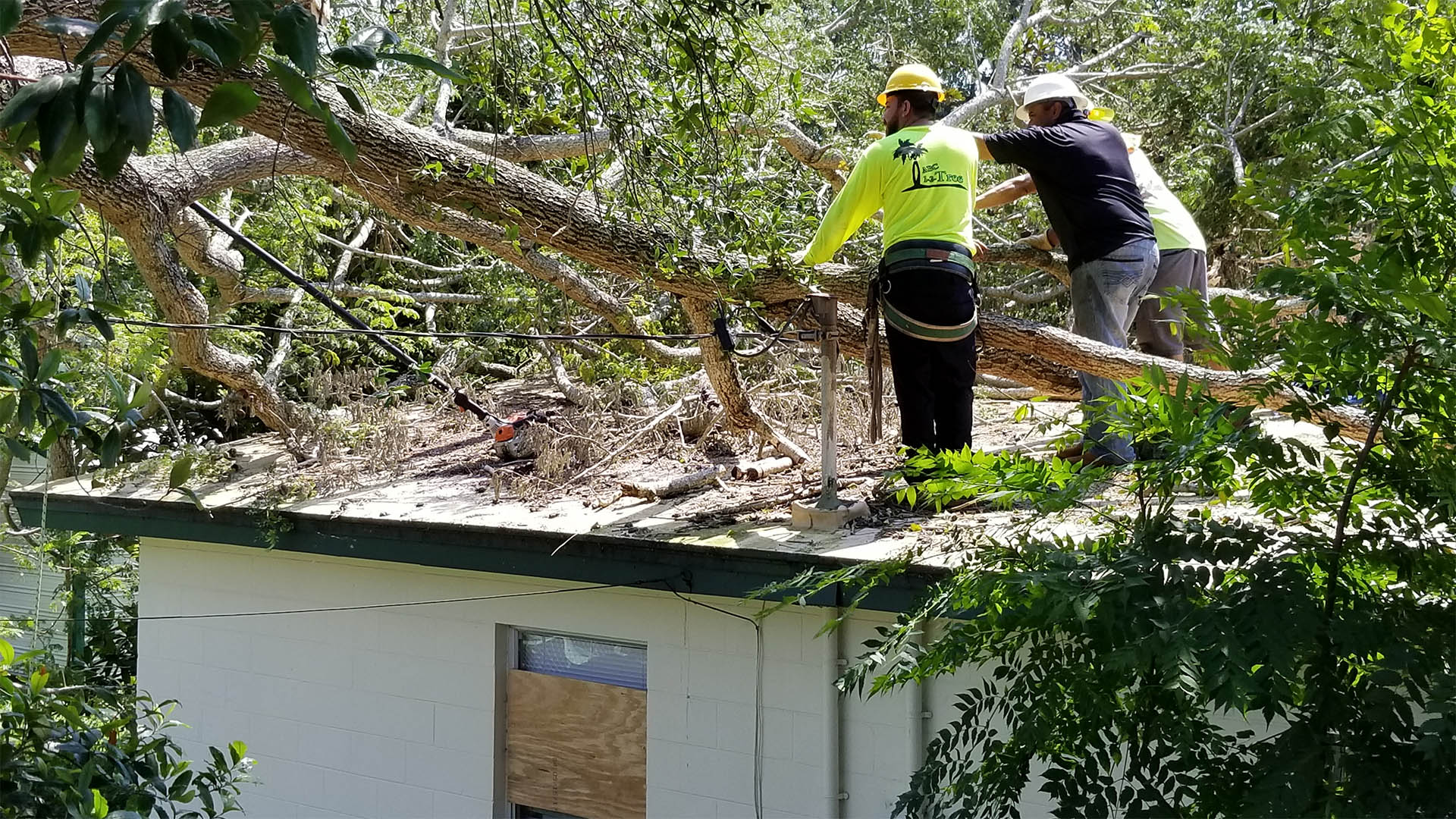 Hudson Tree Trimming