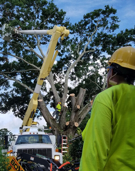 southern-tree-alliance-tree-trimming southern-tree-alliance-tree-trimming