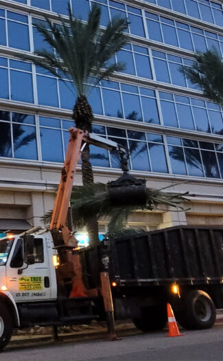 abc-1-2-tree-services abc-1-2-tree-services