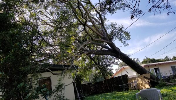 southern-tree-alliance