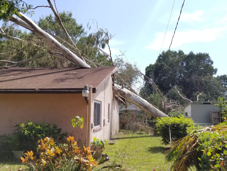 southern-tree-alliance-emergency-service southern-tree-alliance-emergency-service