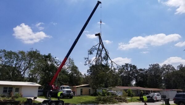 southern-tree-alliance-tree-removal southern-tree-alliance-tree-removal